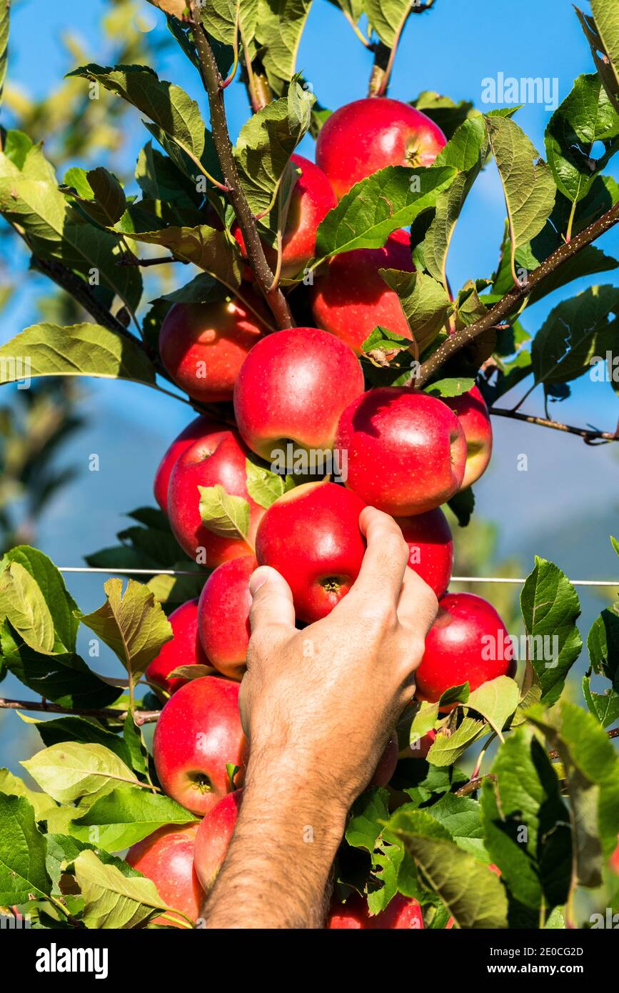 Hand of farmer man picking red apples from tree in the orchard, Valtellina, Sondrio province, Lombardy, Italy, Europe Stock Photo