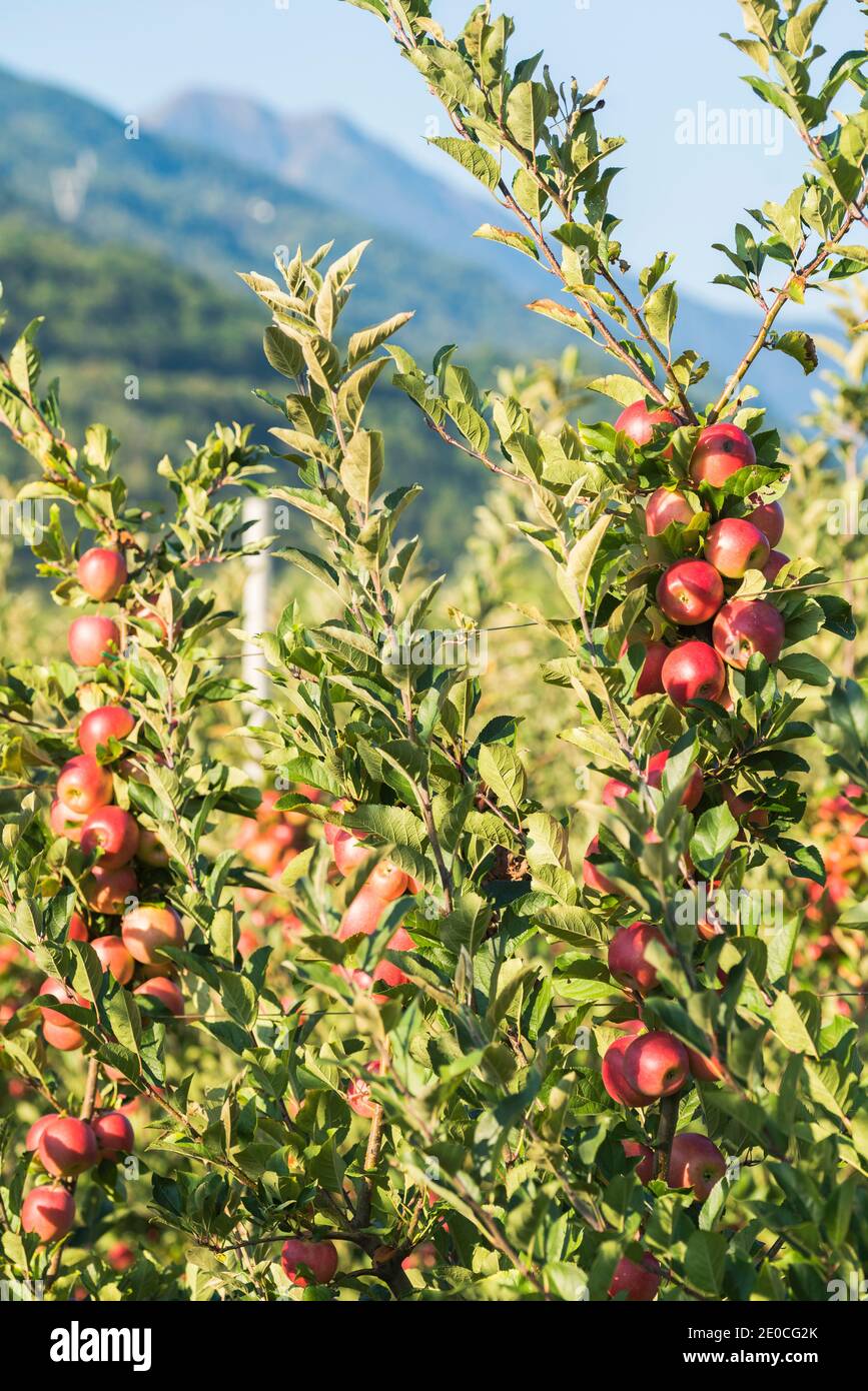 Juicy red apples on apple tree branch in the orchard, Valtellina, Sondrio province, Lombardy, Italy, Europe Stock Photo