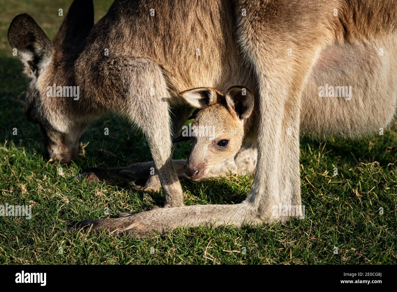 Joey of an Eastern Grey Kangaroo looking curiously out of the pouch. Stock Photo