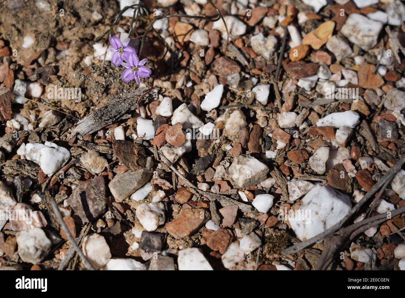 delicate purple flowers triumphant display in Australia harsh