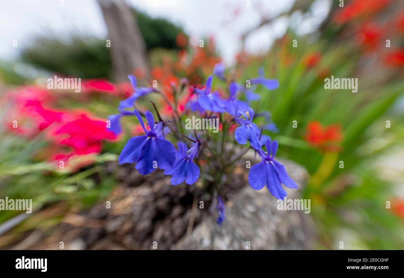 Close up view of garden flower violet Stock Photo
