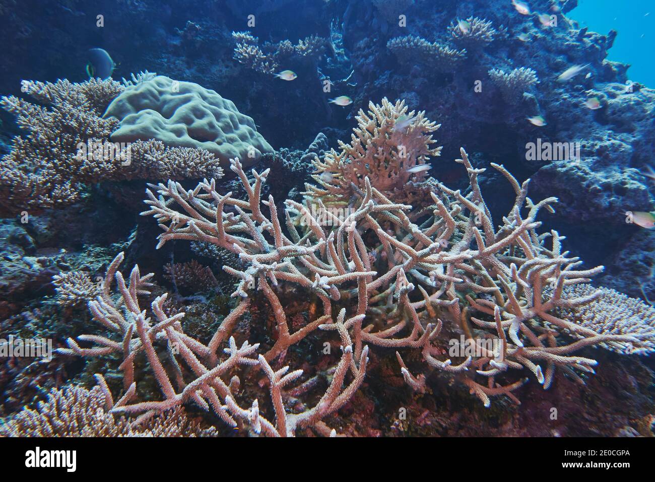A mix of Acropora species hard corals, on a tropical coral reef, around Gaafu Dhaalu atoll, in the south of The Maldives, Indian Ocean, Asia Stock Photo