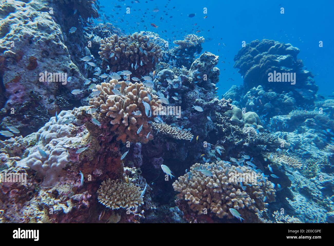 Small reef fish crowd around outcrops of Pocillopora species hard corals, a coral reef in Gaafu Dhaalu atoll, The Maldives, Indian Ocean, Asia Stock Photo