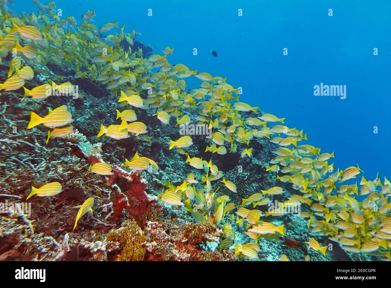 A shoal of Blue-striped Snappers (Lutjanus kasmira) swims across a tropical coral reef, in Gaafu Dhaalu atoll, The Maldives, Indian Ocean, Asia Stock Photo