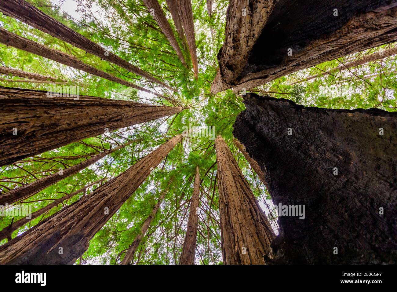 Beautiful giant redwoods, Big Sur, California, United States of America Stock Photo