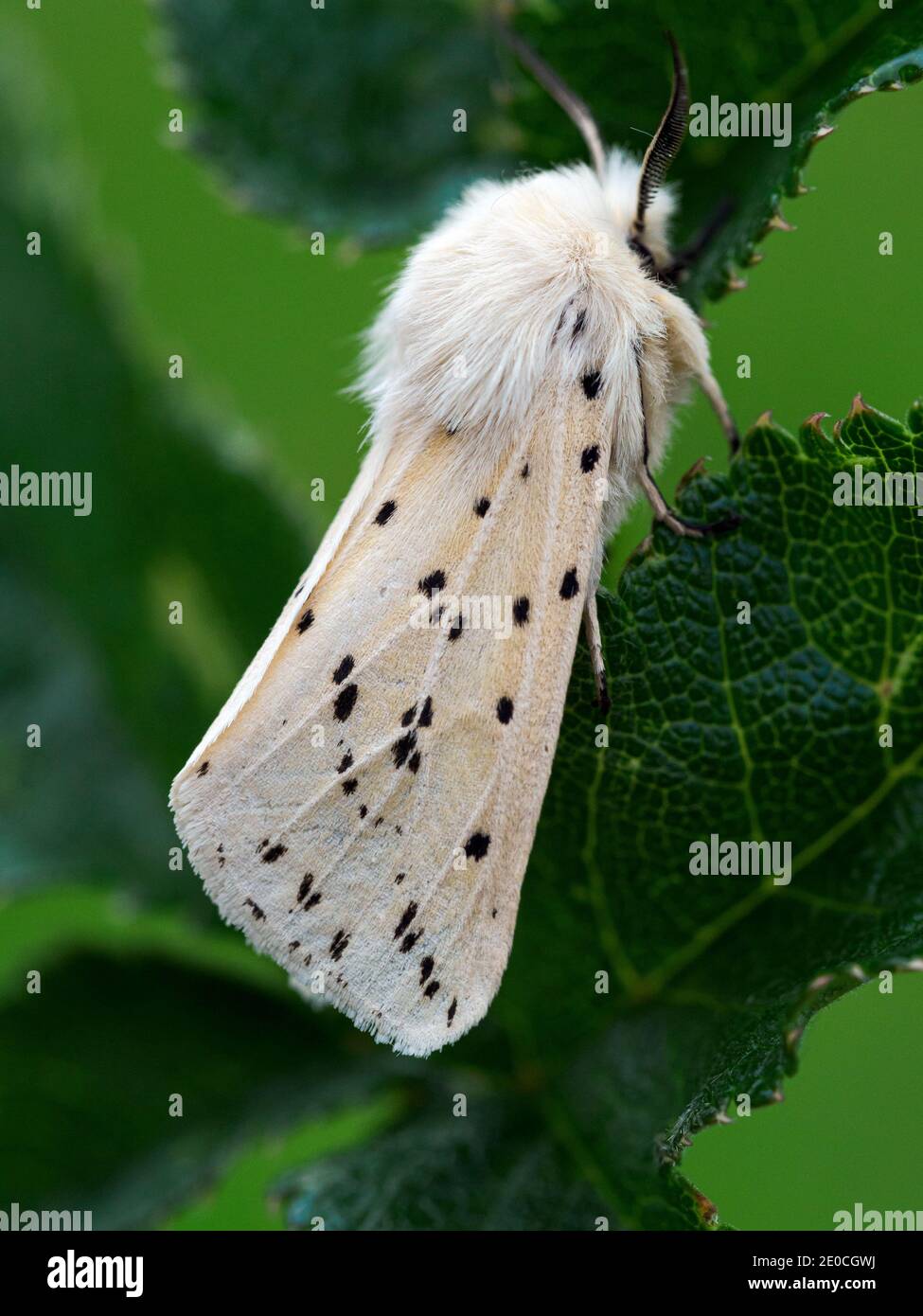 White Ermine moth, County Clare, Munster, Republic of Ireland, Europe Stock Photo