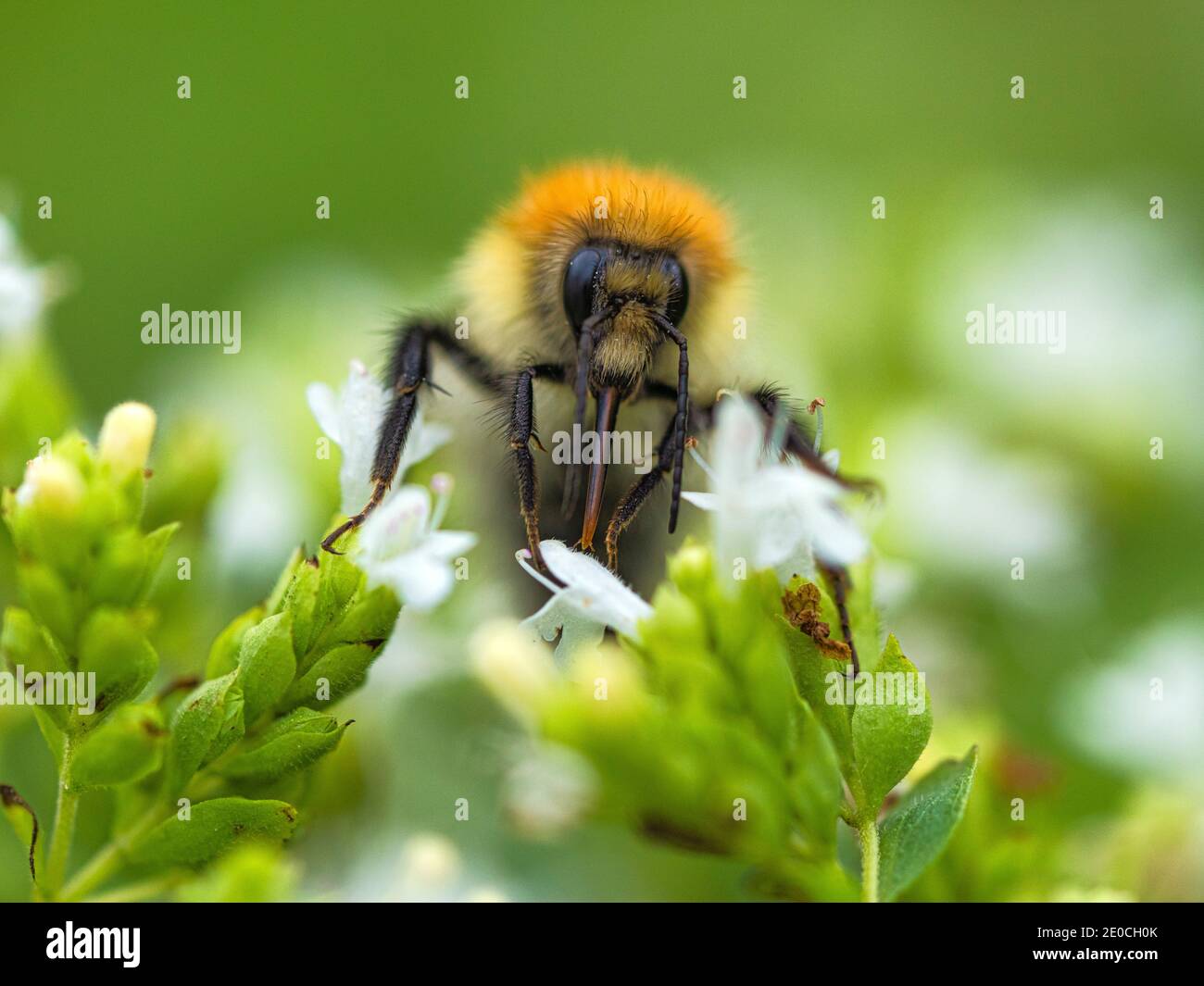 Common Carder Bee, County Clare, Munster, Republic of Ireland, Europe Stock Photo
