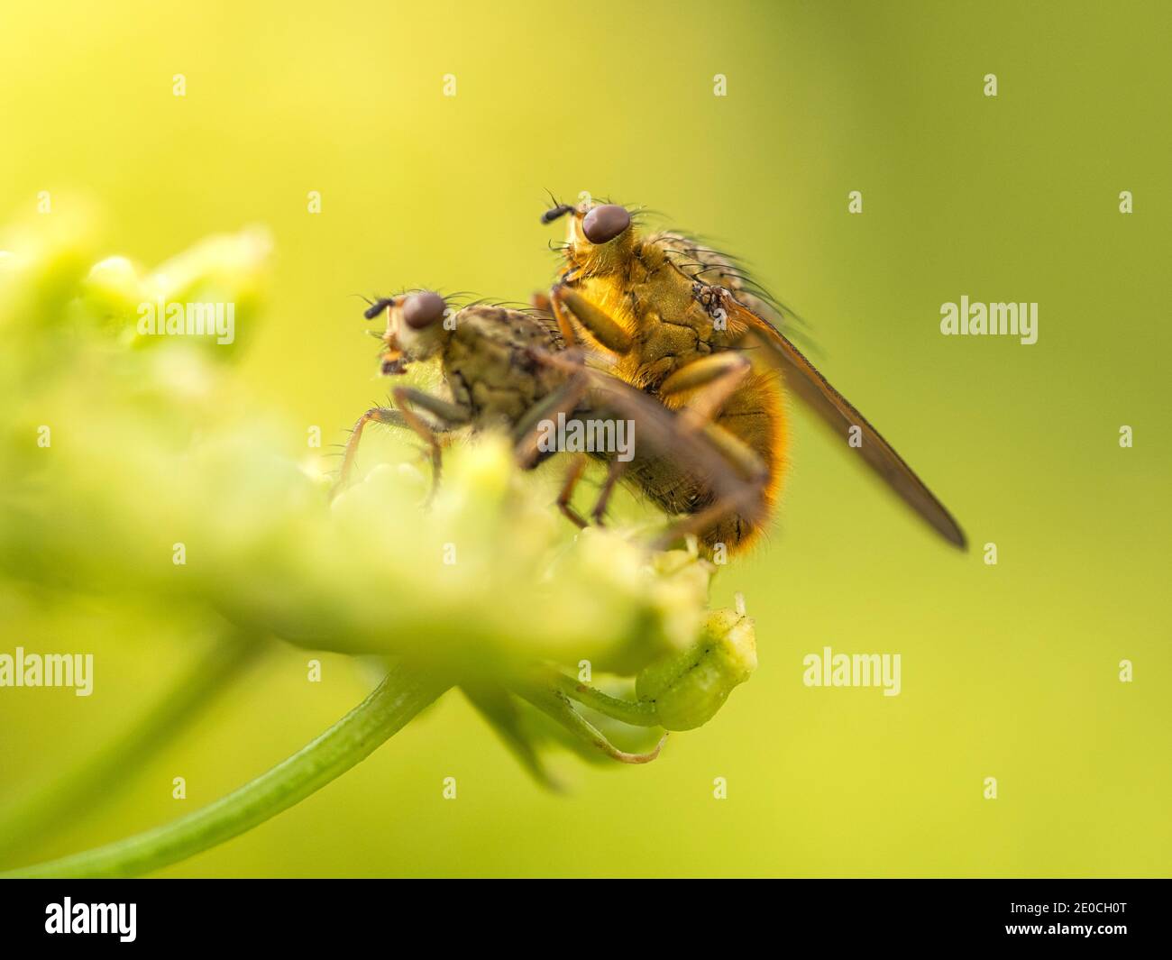Yellow Dung Fly, County Clare, Munster, Republic of Ireland, Europe Stock Photo