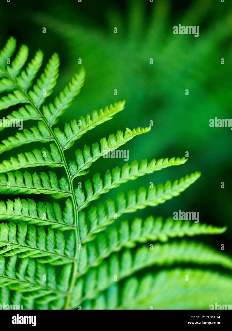 Scaly Male Fern, County Clare, Munster, Republic of Ireland, Europe Stock Photo