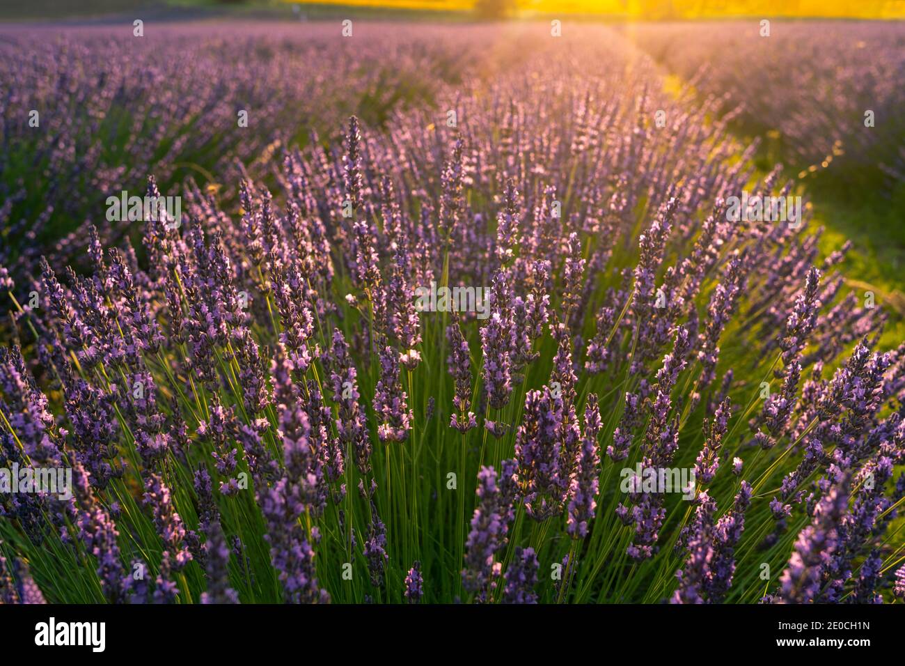 Lavender fields at sunset, Corinaldo, Marche, Italy, Europe Stock Photo