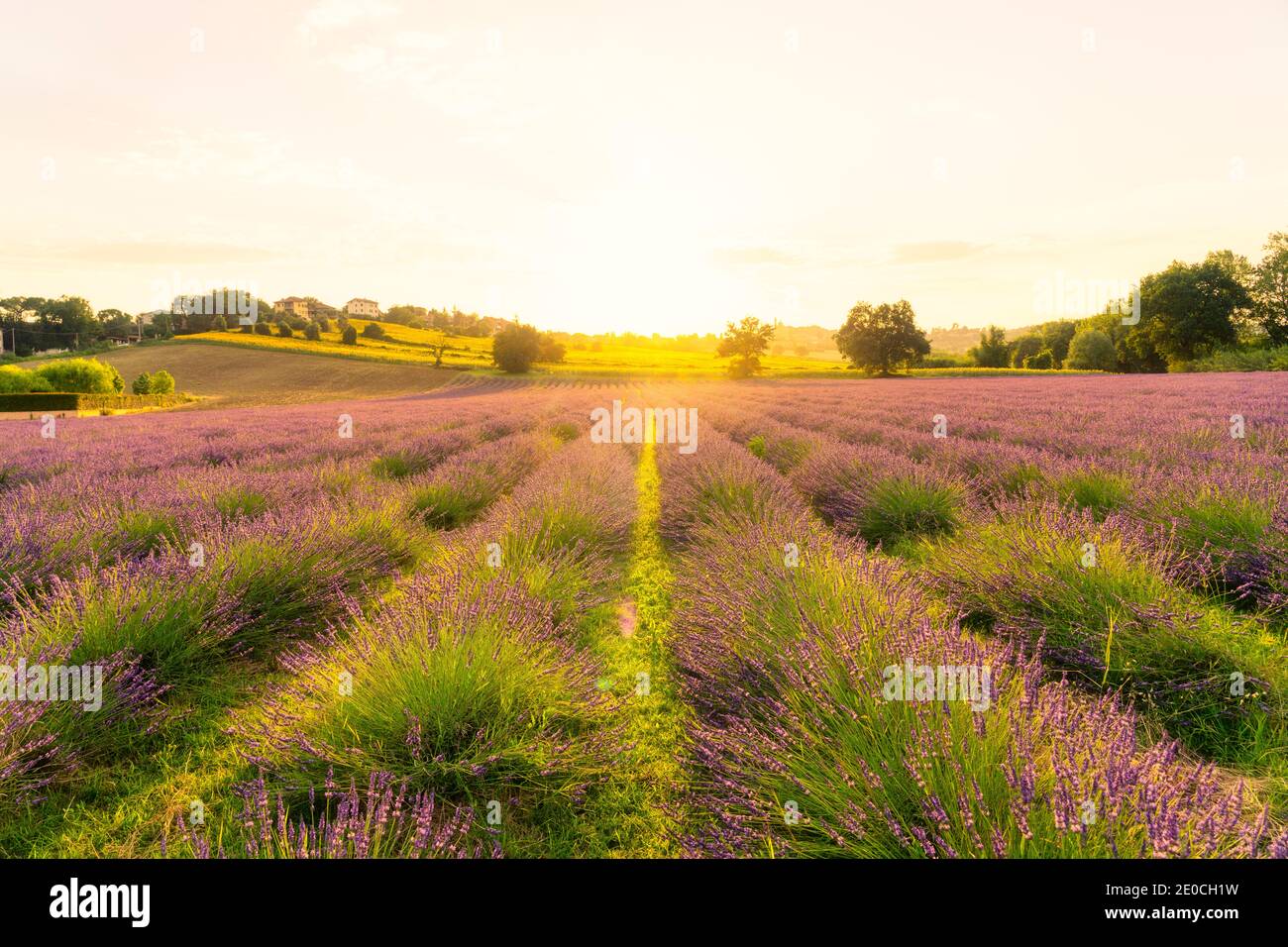 Lavender fields at sunset, Corinaldo, Marche, Italy, Europe Stock Photo