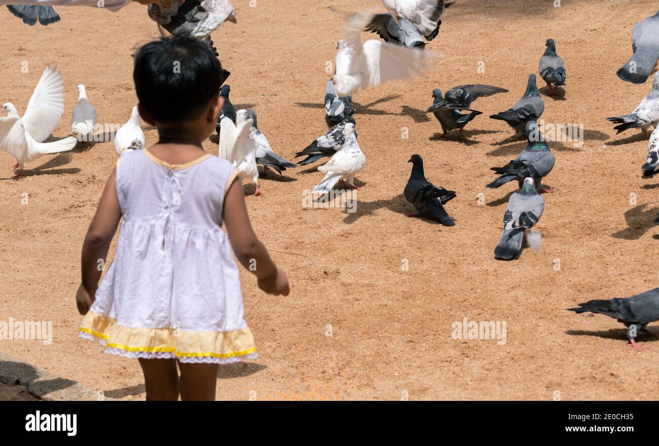 Small kid throwing food to pigeon flock on the ground. Stock Photo