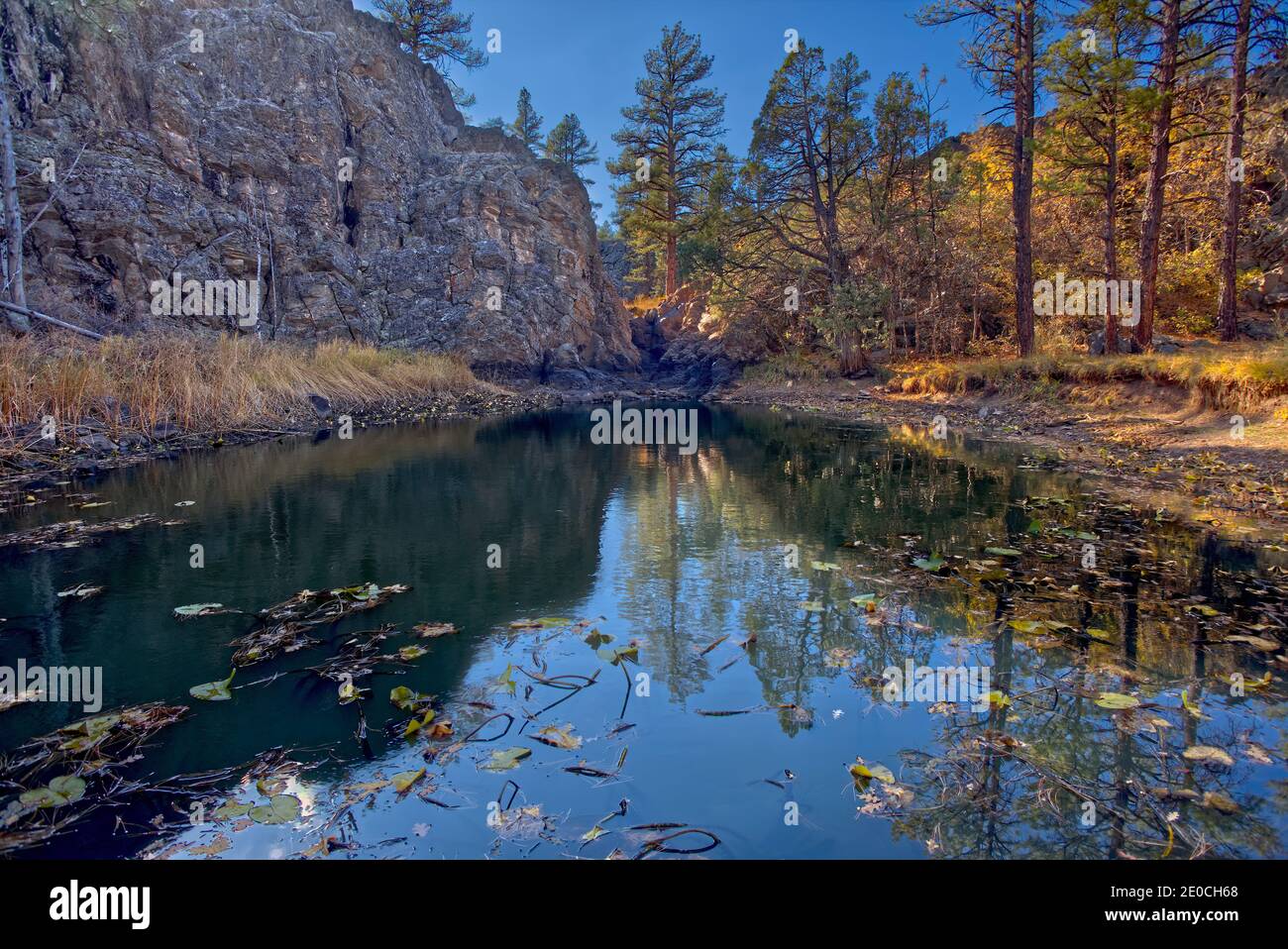 Pomeroy forest hires stock photography and images Alamy