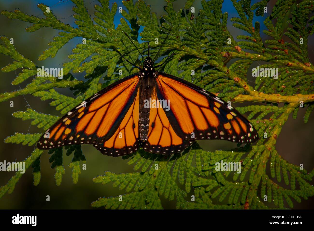 Monarch butterflies in early morning light Stock Photo