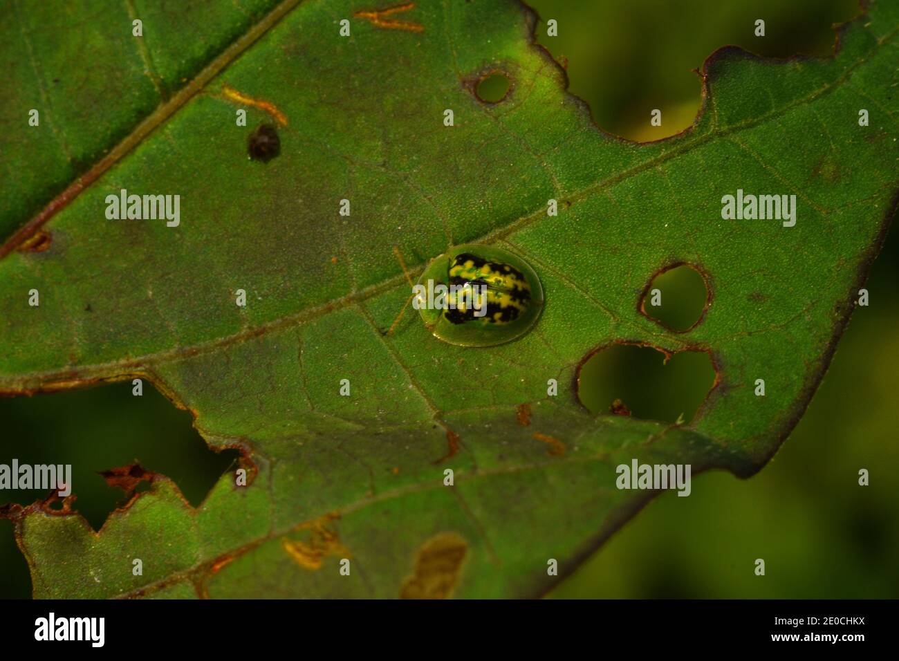 A black spotted green tortoise beetle rest on a leaf Stock Photo