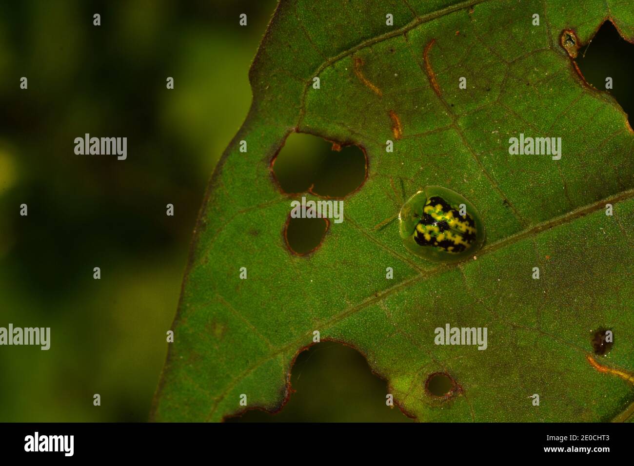 A black spotted green tortoise beetle rest on a leaf Stock Photo