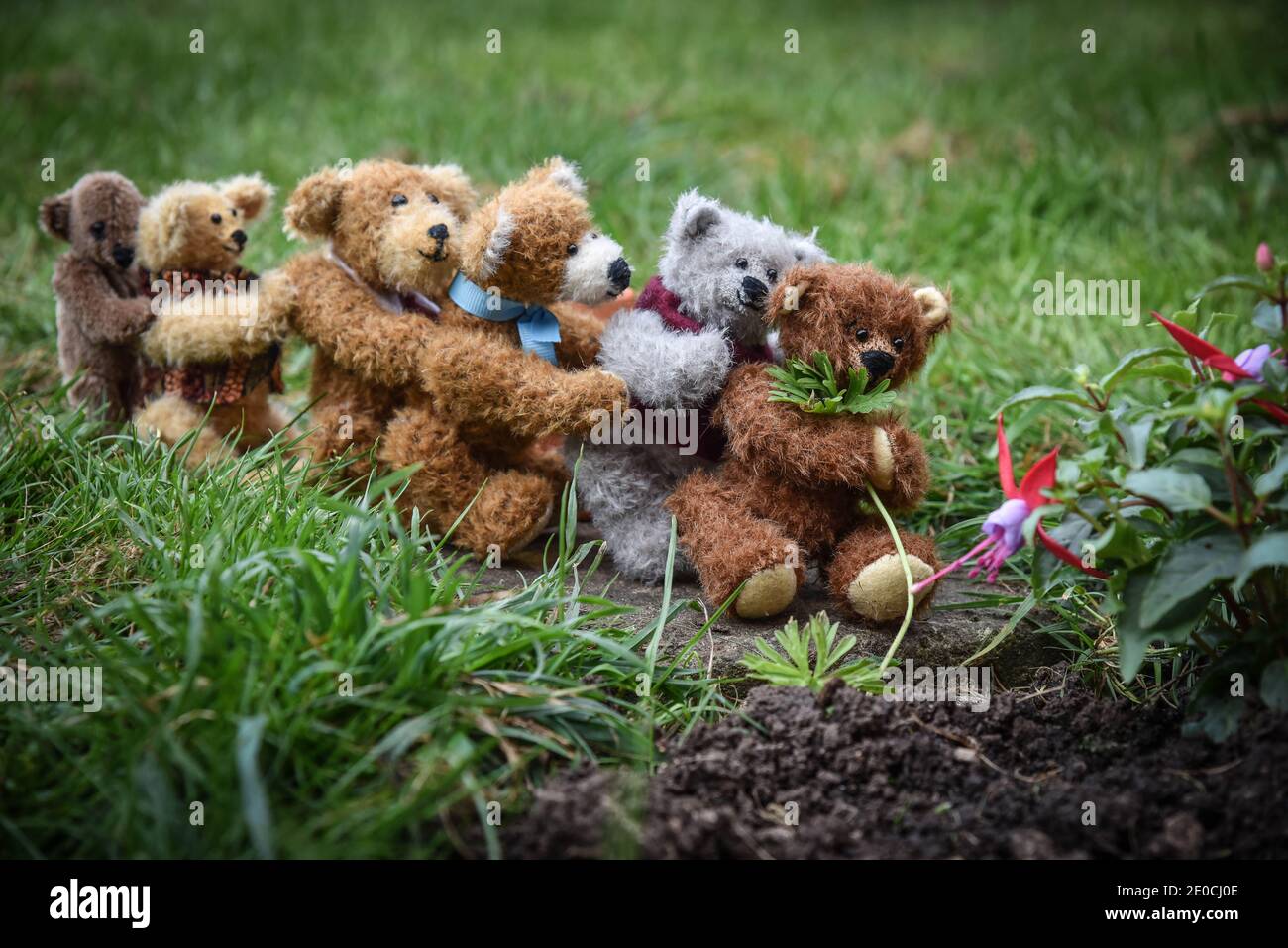 Animals working as a team hi-res stock photography and images - Alamy