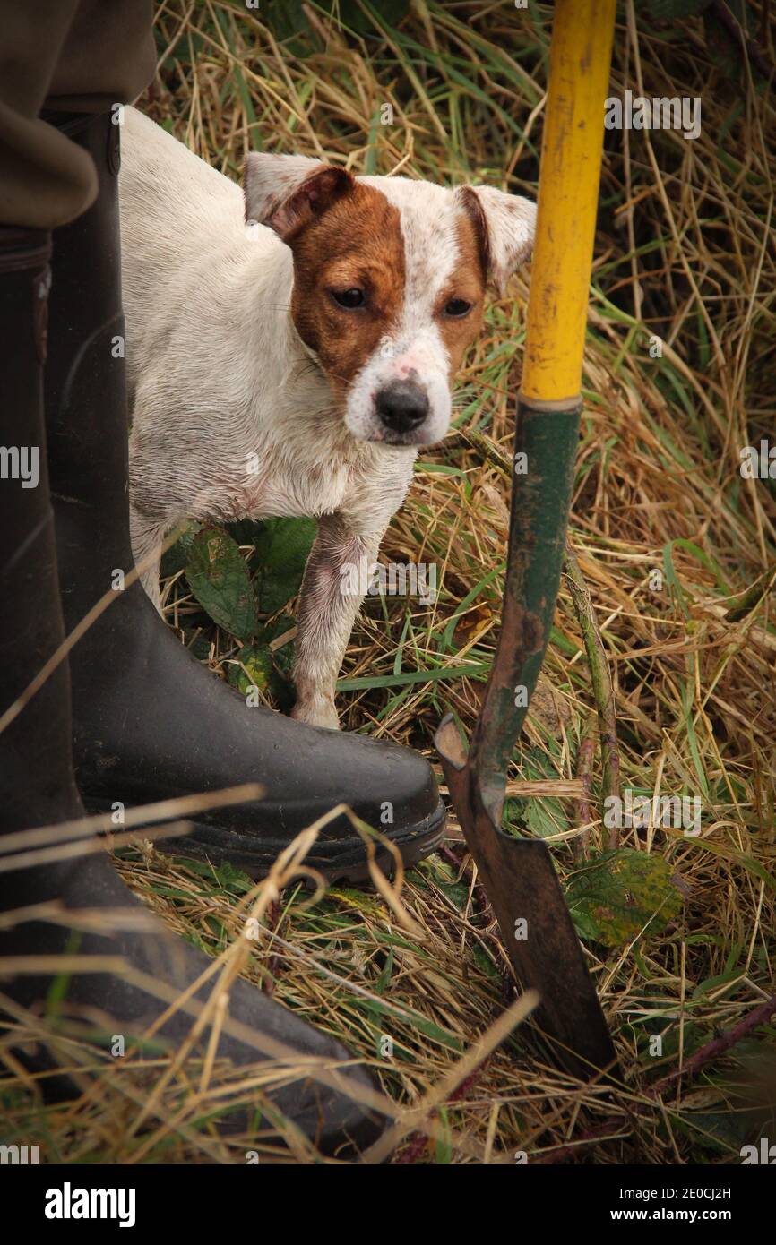 Brown and white ratting jack russell terrier by spade and wellie ready for ratting Stock Photo