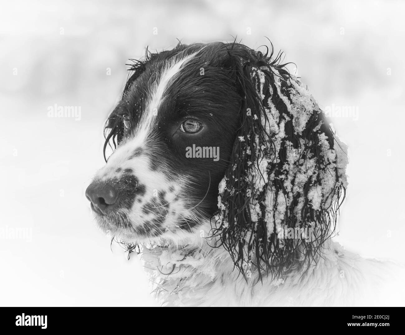 springer spaniel dog in the snow head shot portrait Stock Photo