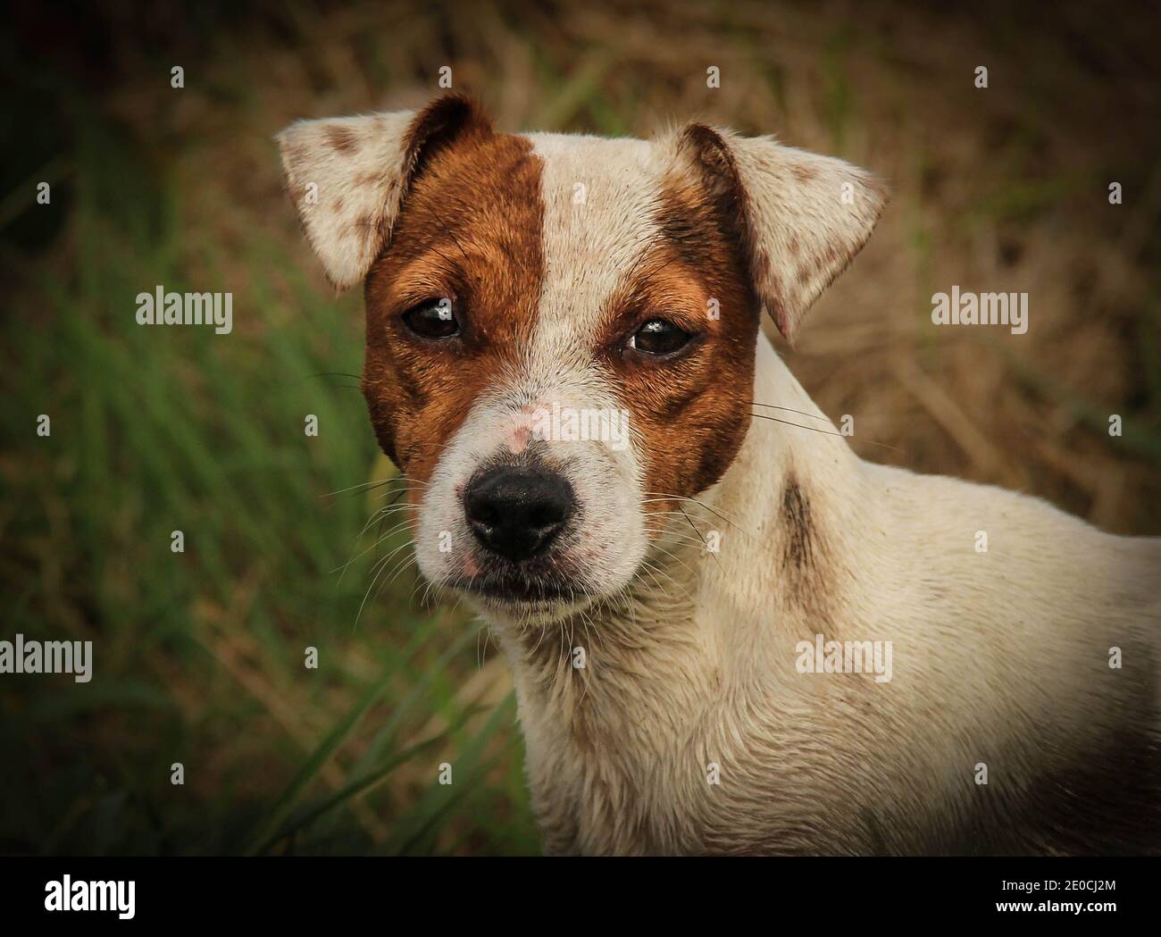 Portrait of a brown and white jack russell terrier Stock Photo