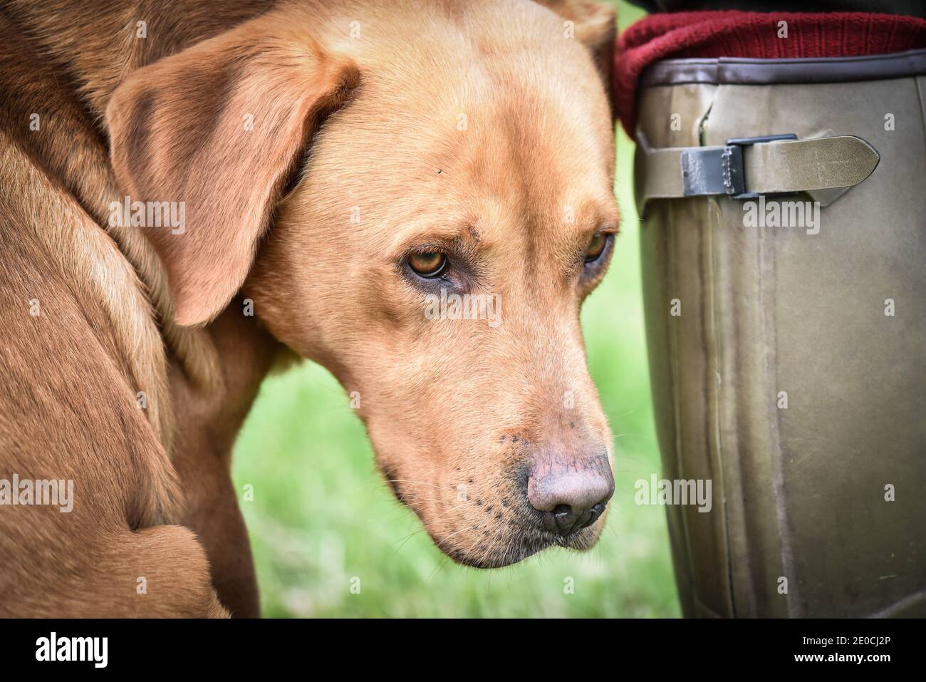 Fox red labrador dog waiting patiently beside his owner's green wellie Stock Photo