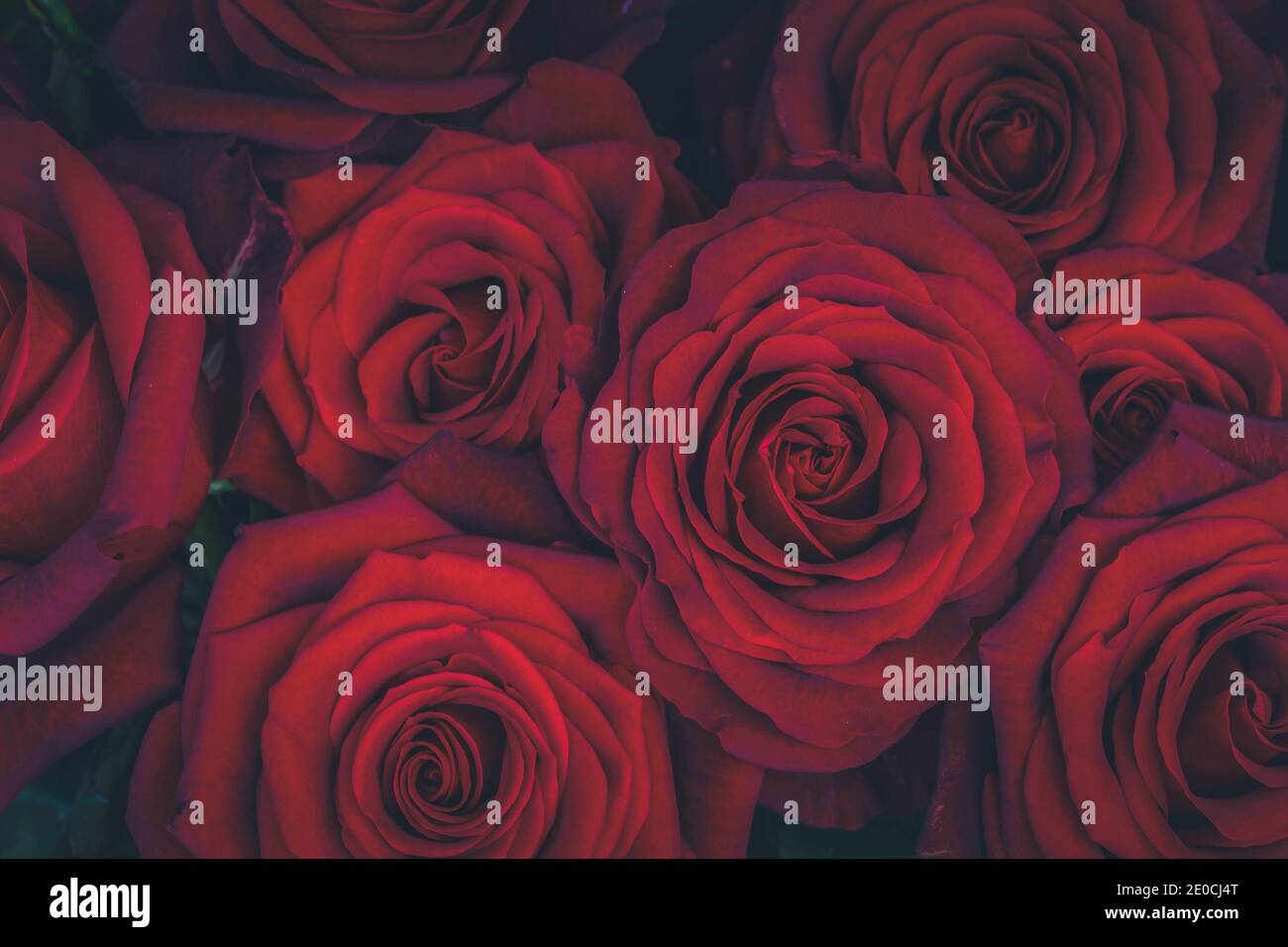 bouquet of dark red roses Stock Photo - Alamy