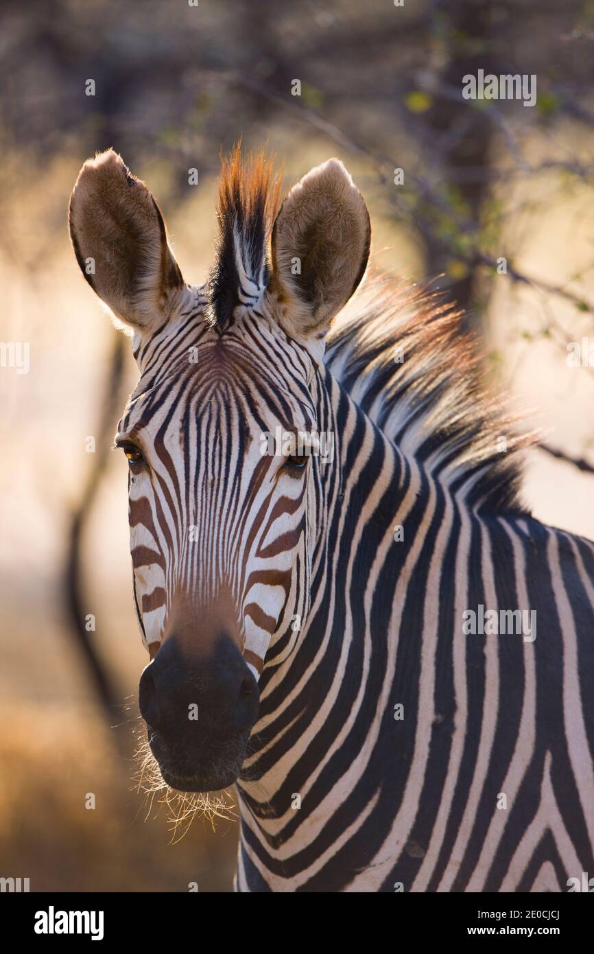 Fauna de africa hi-res stock photography and images - Alamy