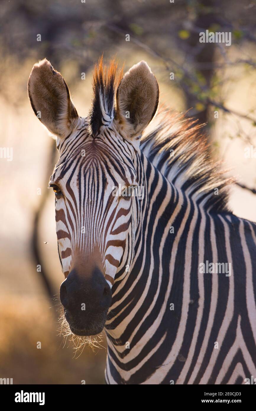 Ecoturismo fauna africa hi-res stock photography and images - Alamy