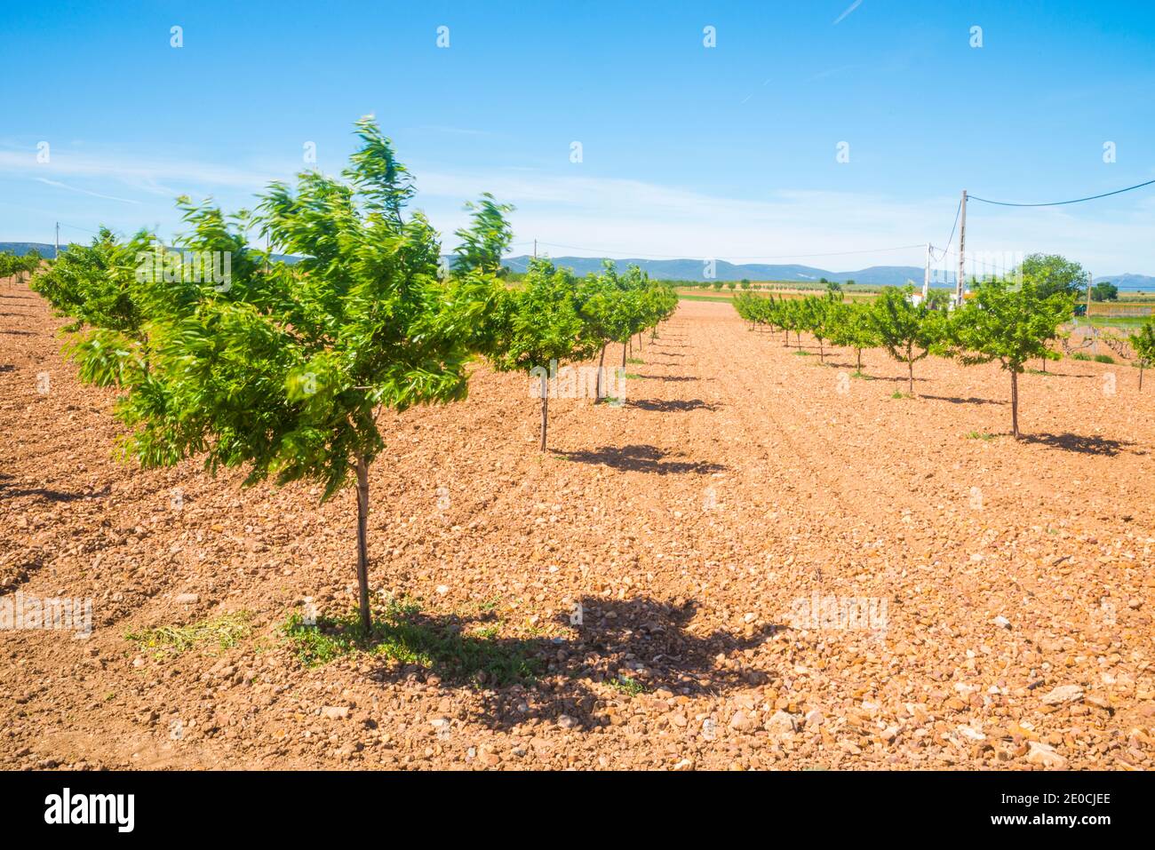 Almond trees. Toledo province, Castilla La Mancha, Spain Stock Photo ...