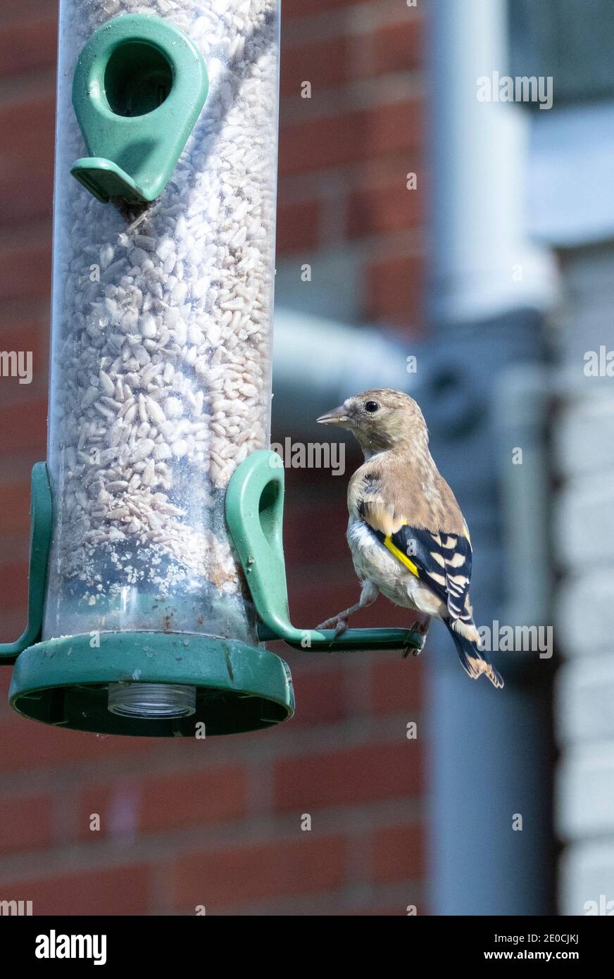 Juvenile goldfinch on bird feeder Stock Photo