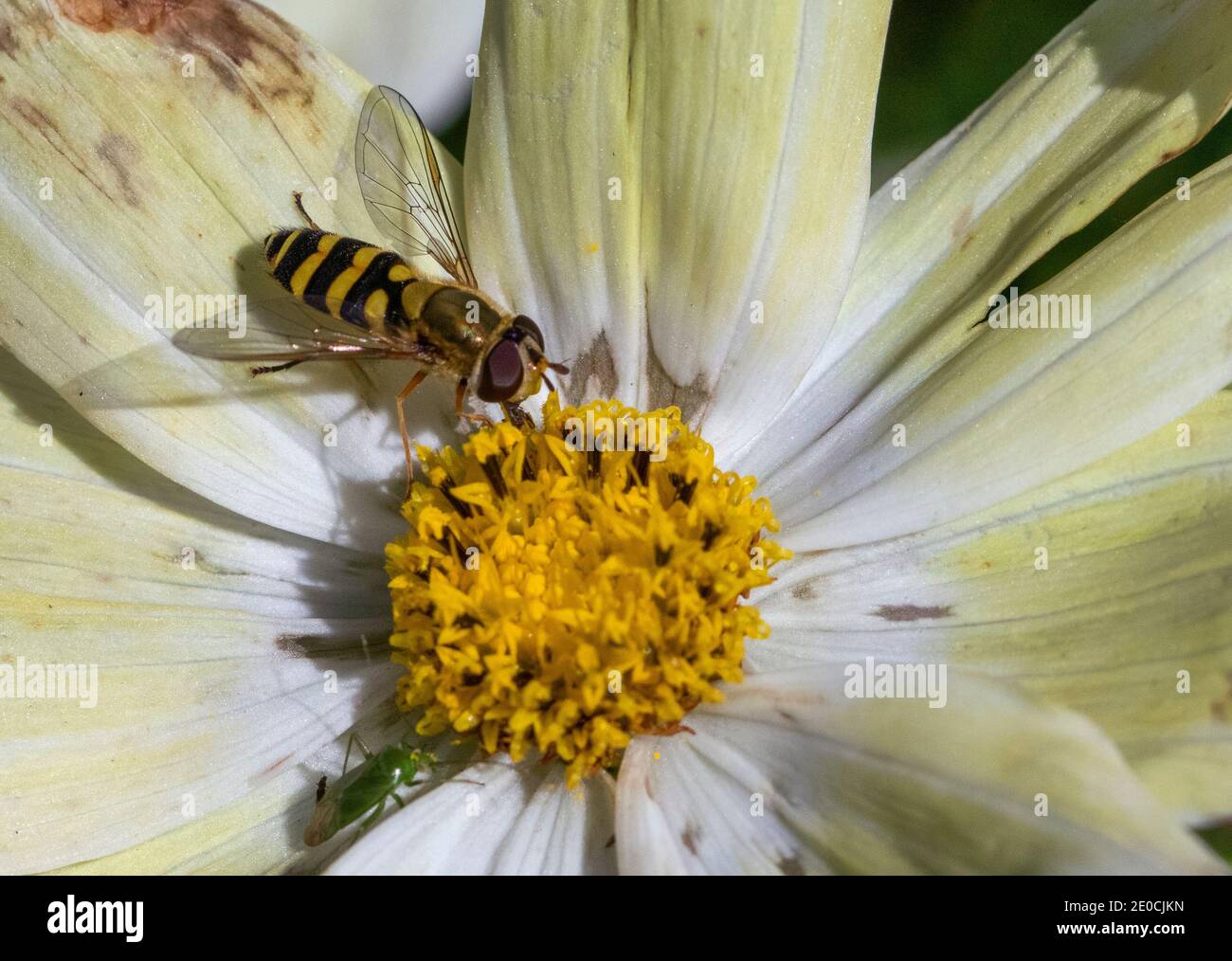 Syrphus Sp. hoverfly on Cosmos flower Stock Photo