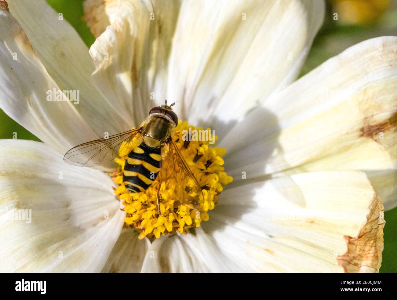 Syrphus Sp. hoverfly on Cosmos flower Stock Photo