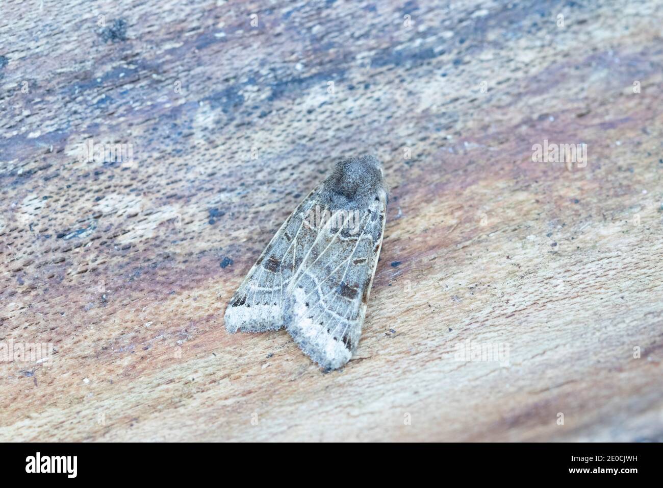 Lunar Underwing moth on bark Stock Photo