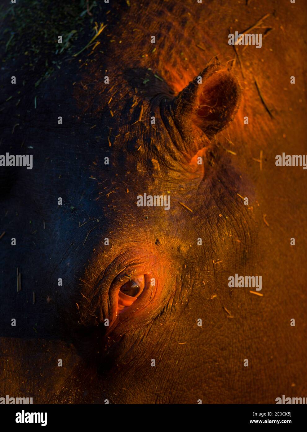 Ambiente de fauna hi-res stock photography and images - Alamy