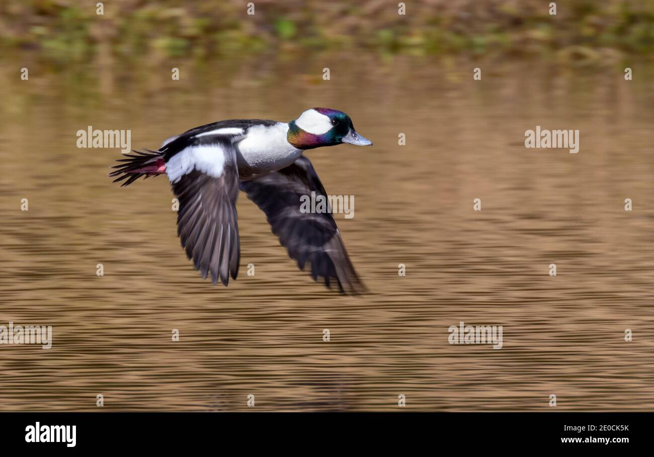 Bufflehead (Bucephala albeola) male flying over water reflecting colors of fall forest, Galveston, Texas, USA. Stock Photo