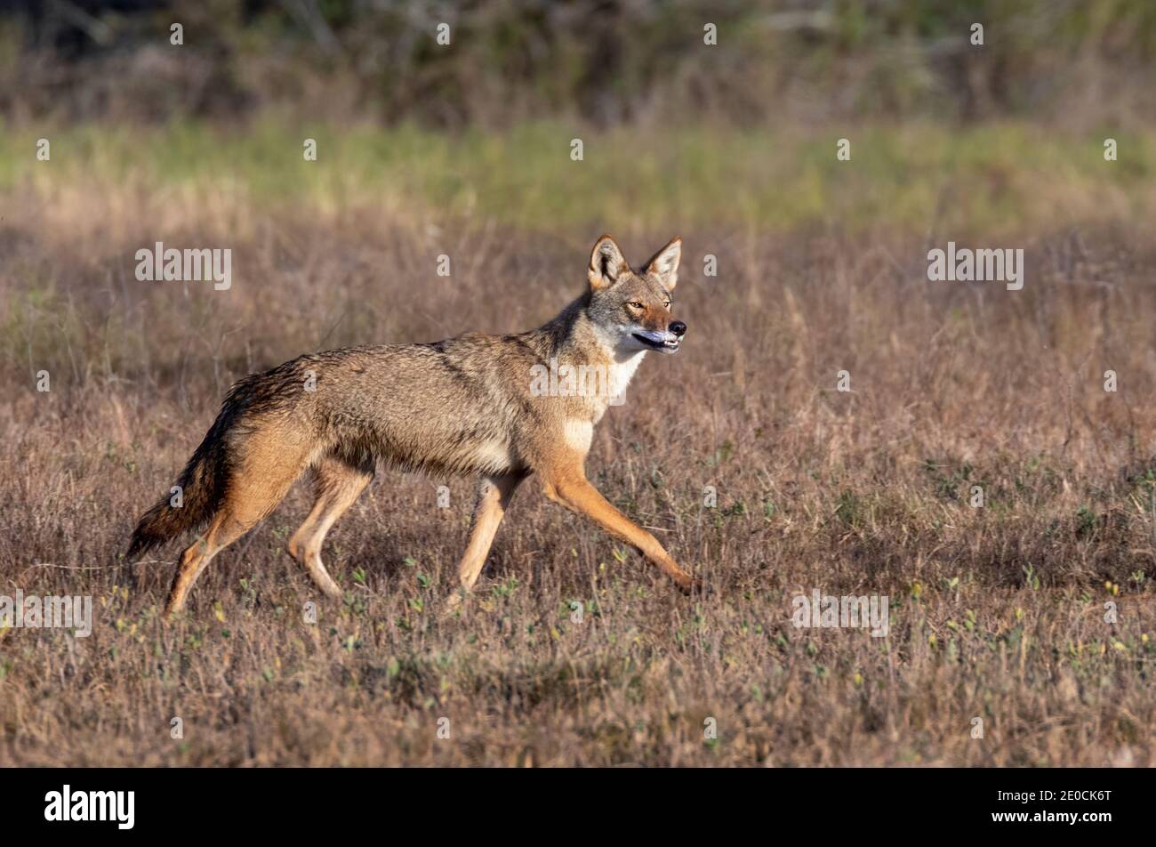 Coyote (Canis latrans), a presumable natural hybrid with red wolf