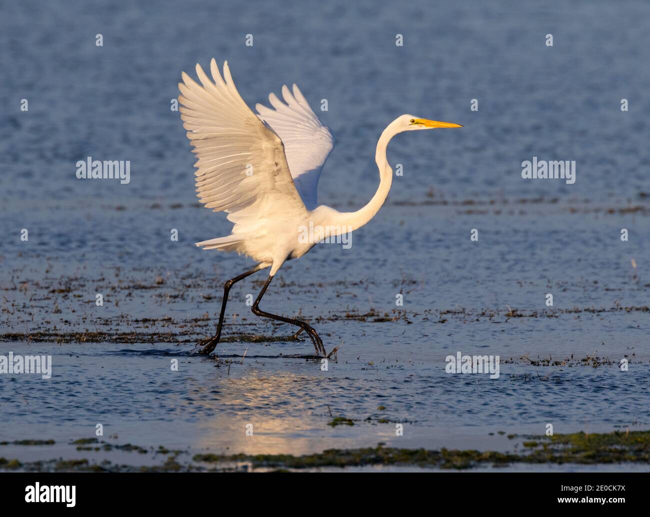 Great egret (Ardea alba) running in shallow water near the lake coast in an attempt to disturb little fish for dinner, Chok Canyon State Park, Texas, Stock Photo