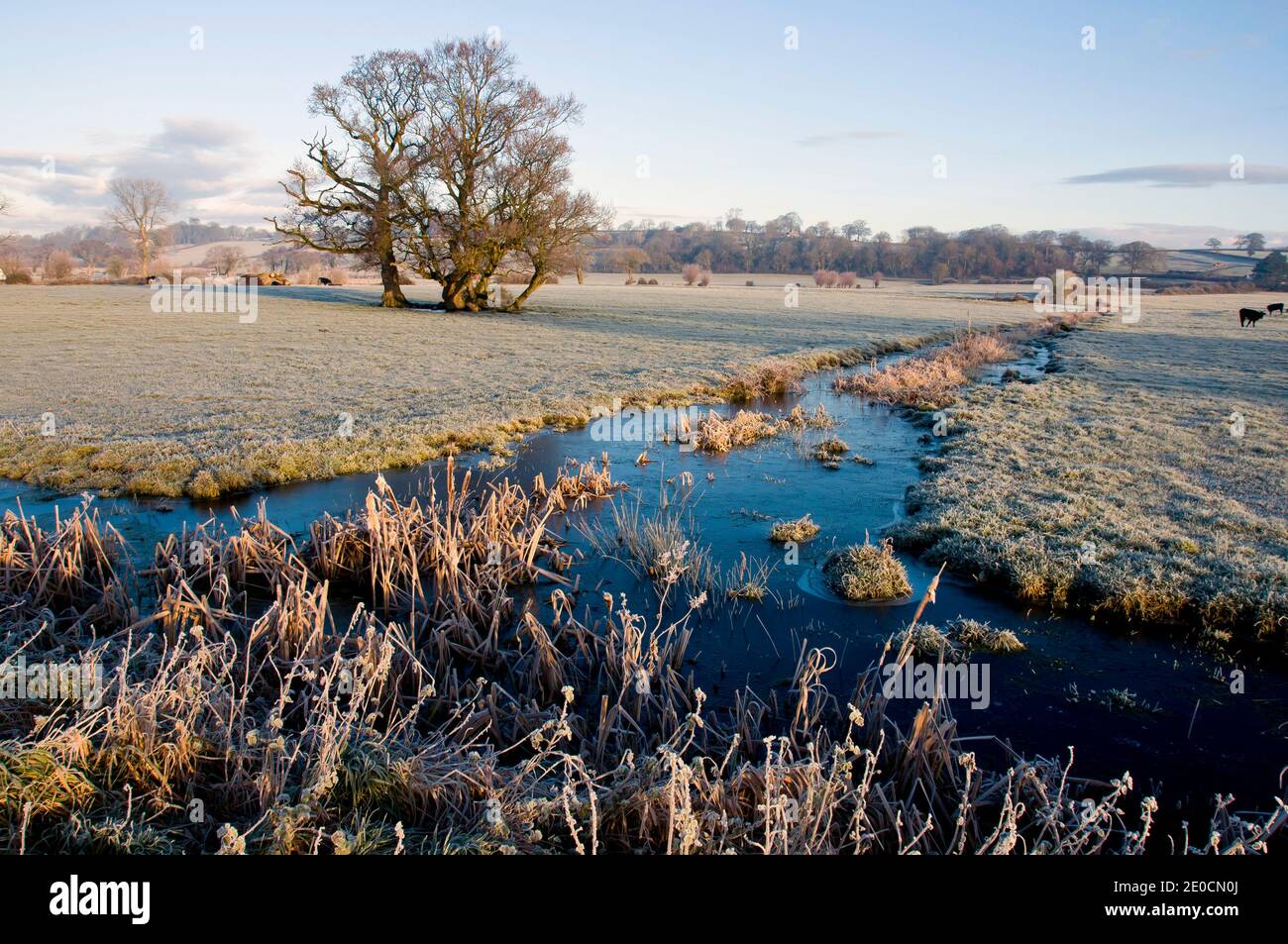 Frosty morning, Somerset Levels, England Stock Photo