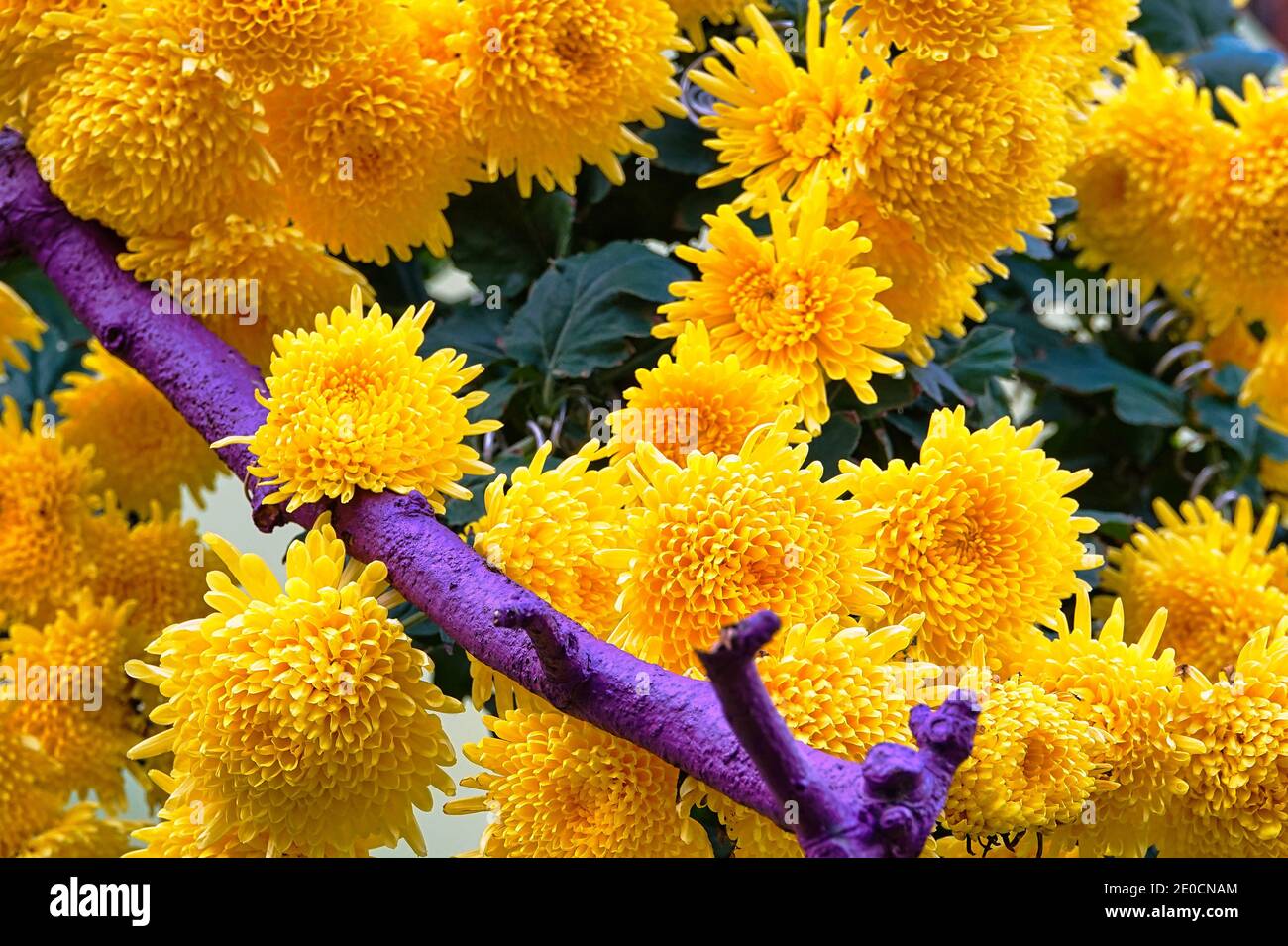 Chrysanthemum exhibition hires stock photography and images Alamy