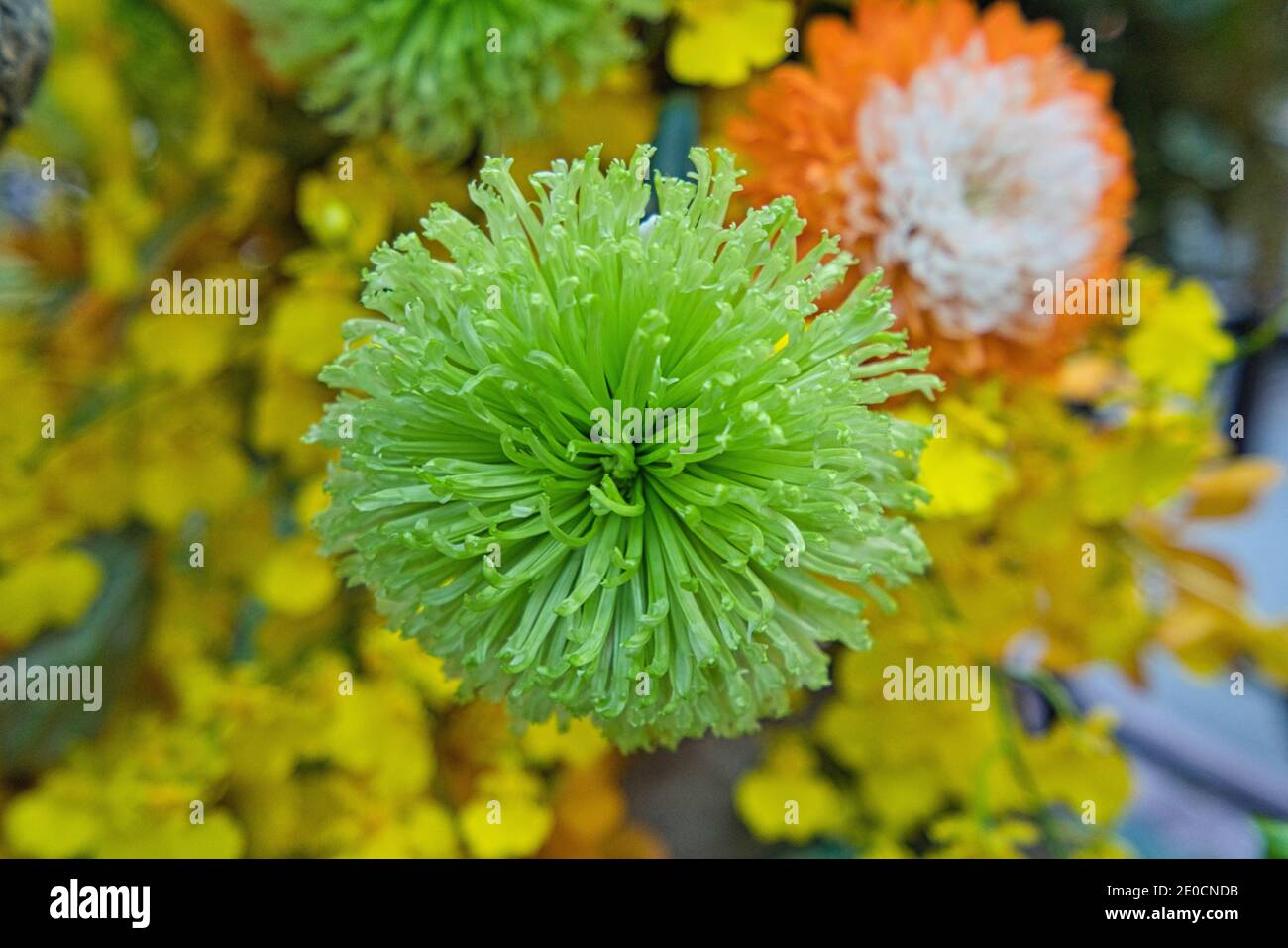 Green Anastasia (Fuji or Spider) Mum, Spider mums,  it is a beautiful flower. Chrysanthemum exhibition at Shilin Official Residence, Taipei, Taiwan. 2 Stock Photo