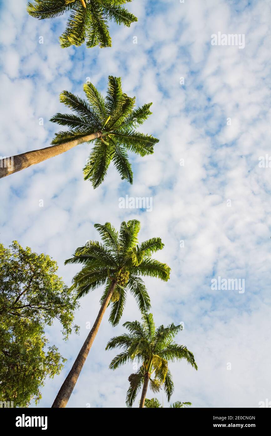 Palm trees seen from below Stock Photo