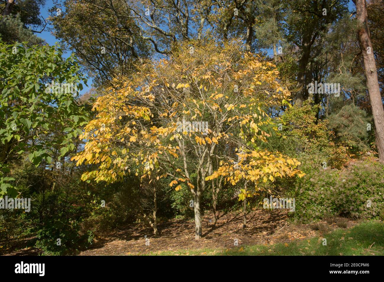 Bright Yellow Autumn Leaves on a Kentucky Yellow Wood or Virgilia Tree (Cladrastis kentuckea) Growing in a Woodland Garden in Rural Devon, England, UK Stock Photo