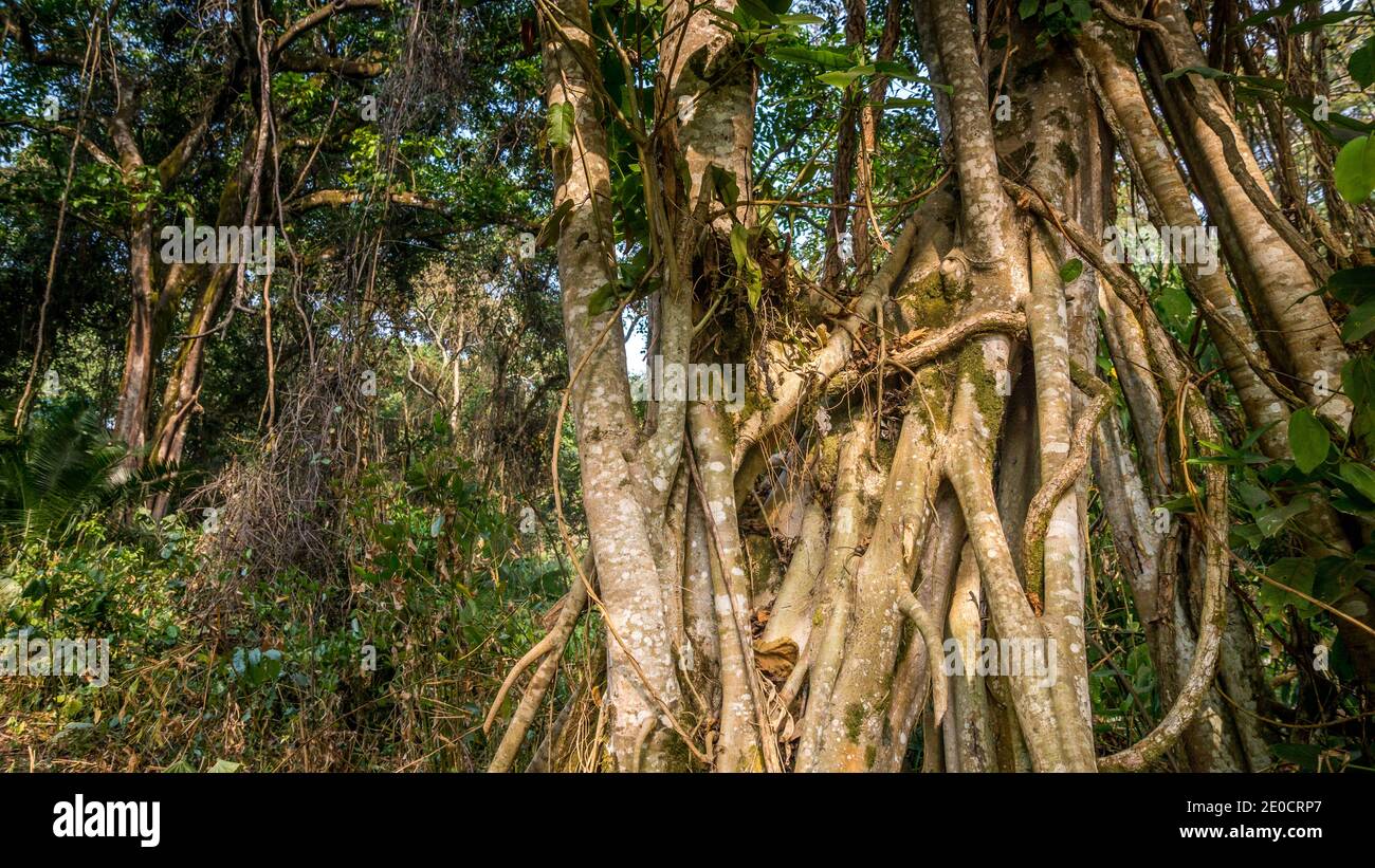 Fig tree, forect Chebera-Churchura national park, Western Ethiopia Stock Photo