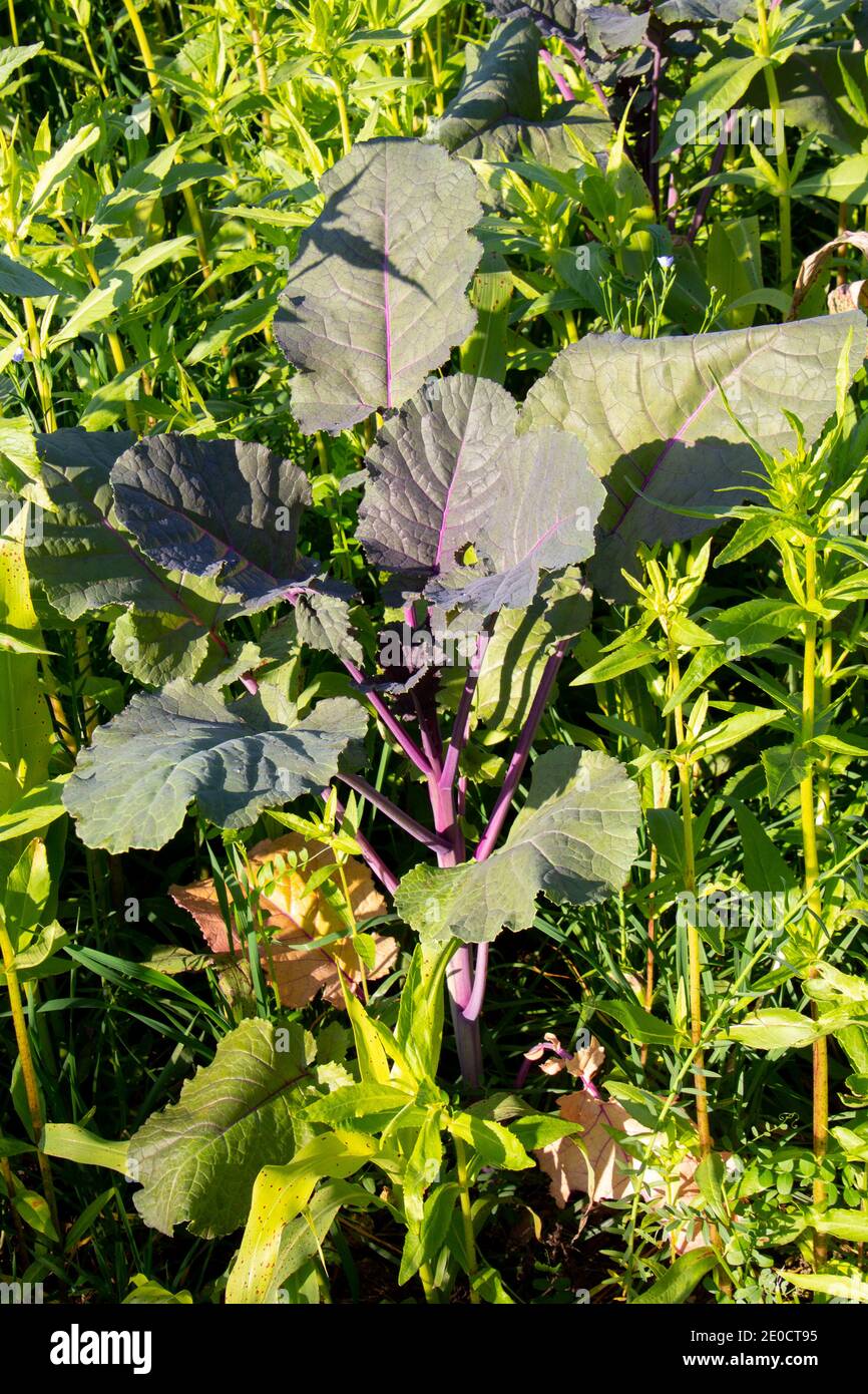 Purple leaf mustard plant growing in a field with other plants, also called Brassica juncea, Korean red mustard or Japanese giant red mustard Stock Photo