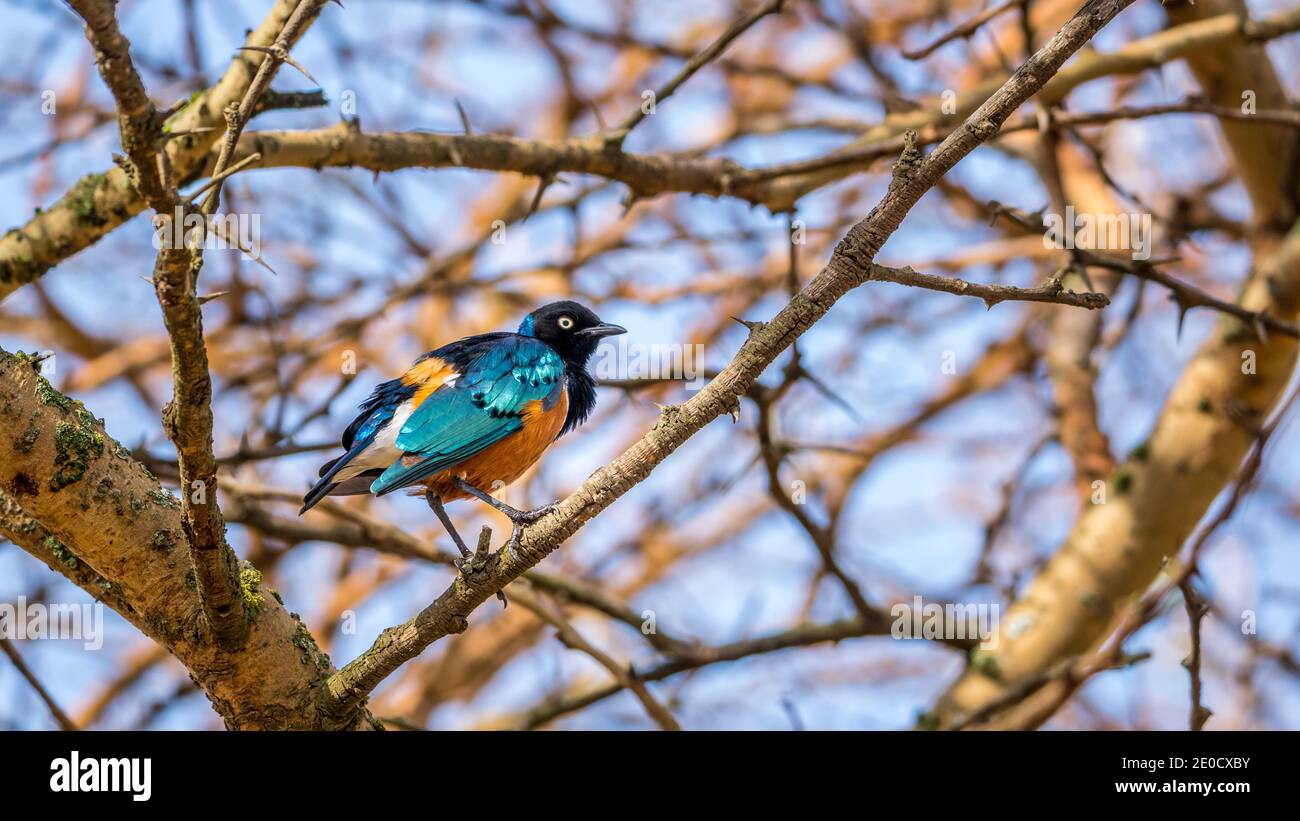 Superb starling, Southern Ethiopia Stock Photo