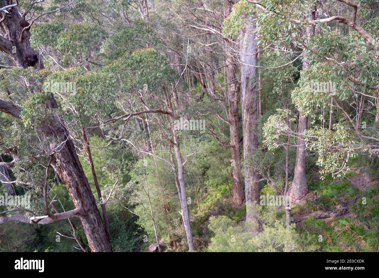 fascinating old and large tingle tree (Eucalyptus jacksonii) in Valley of the Giants close to Walpole in Western Australia Stock Photo