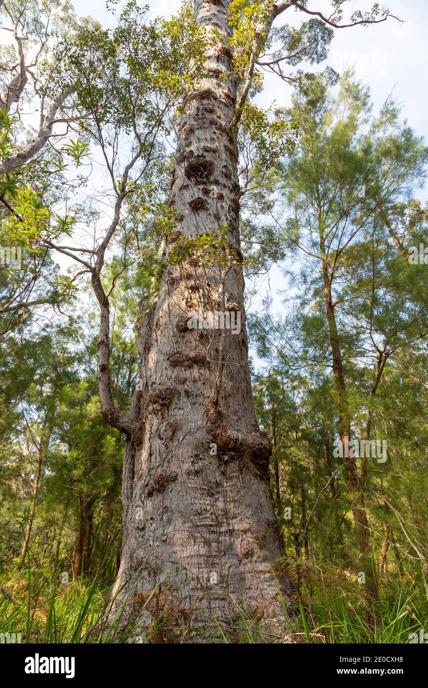 Eucalyptus jacksonii hi-res stock photography and images - Alamy