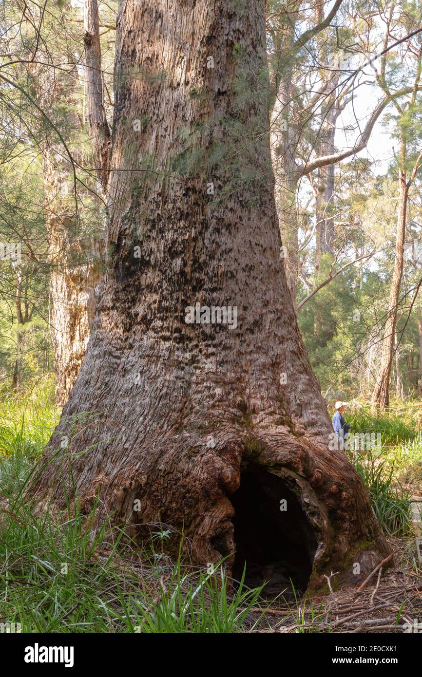 fascinating old and large tingle tree (Eucalyptus jacksonii) in Valley of the Giants close to Walpole in Western Australia Stock Photo