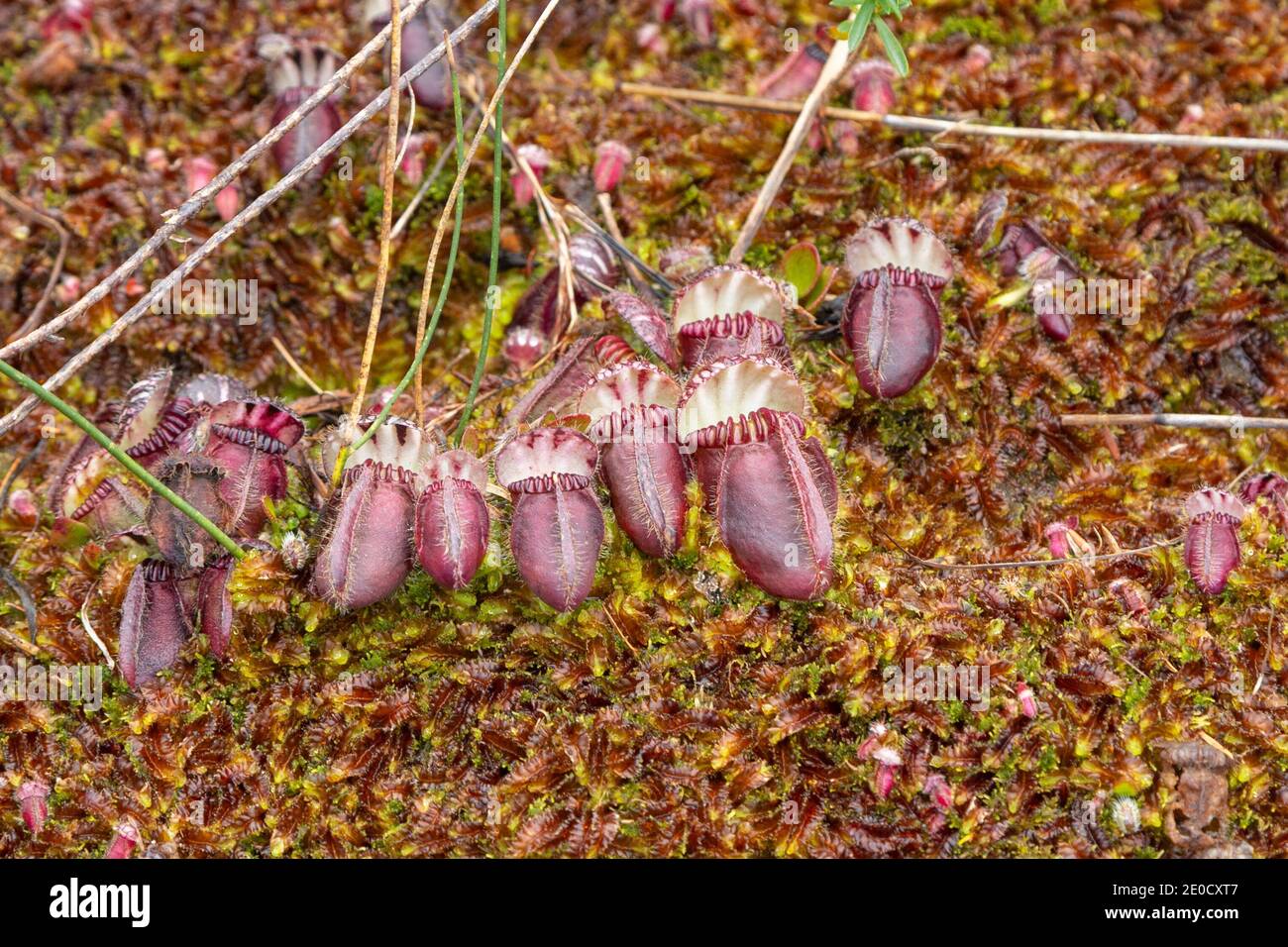 group of some pitchers of the Albany Pitcher Plant Cephalotus follicularis in natural habitat close to Walpole in Western Australia Stock Photo