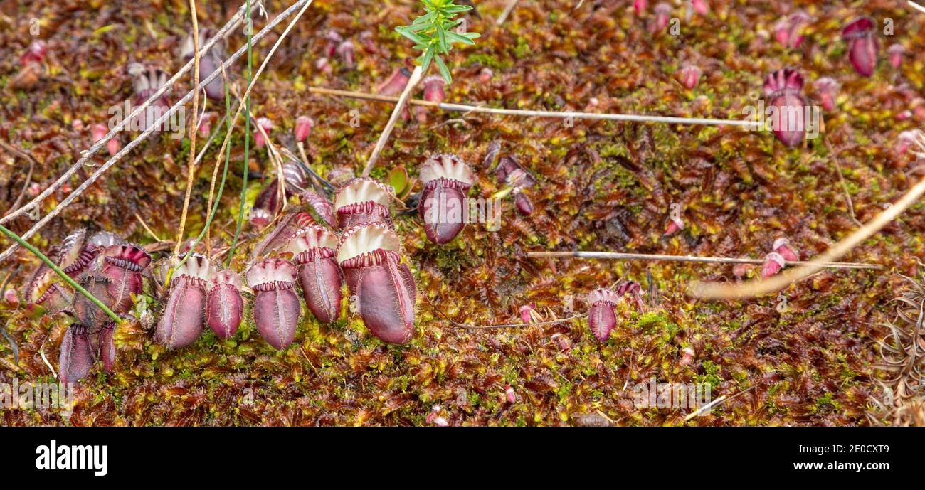 the red pitchers of Cephalotus follicularis, an endemic and rare carnivorous plant, seen in natural habitat close to Walpole in Western Australia Stock Photo